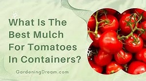 What Is The Best Mulch For Tomatoes In Containers?