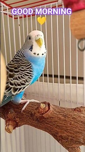BUDGIES MORNING CHIRPING 😴 ✨️ #budgies #shortsfeed #trending #ytshorts #goodmorning