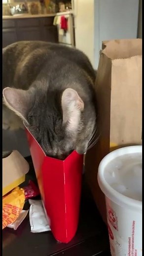 The Ultimate Funny Animal Compilation – Chaos, Cuteness & Comedy!