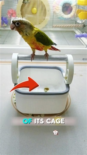 💯🔥 "Here's a very simple training method for training your parrot. #petcareprovider #birdslover