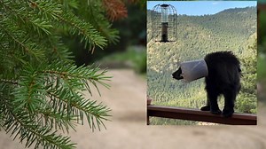 WATCH: Bear with bucket on its head freed after a week of sightings
