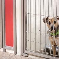 Local animal rights activists pushing for animal abuse registry