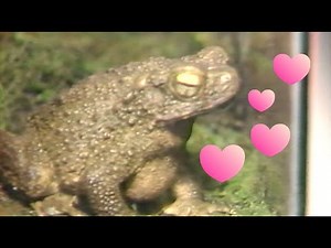 Was a frog the weirdest Valentine’s Day gift in 1982?
