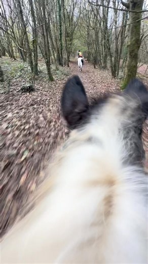 1.3K views · 22 reactions | Pixel living her best life in the forest today  | GHW Producer and Show Jumper | Facebook