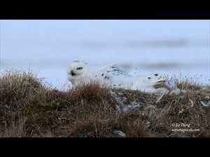 Snowy Owl on nest - 2018 breeding season