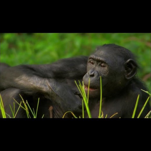 On est cool chez les bonobos