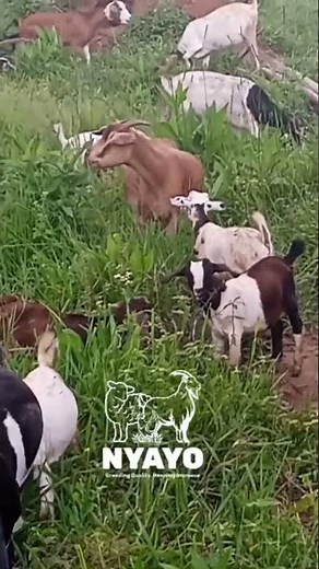 Goats and Sheep Grazing, Uganda | Expert Farmer Tips