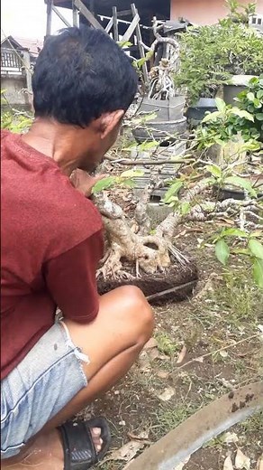 Bonsai Loa Root Pruning Process @apesyambonsai #beginnerbonsailearning #bonsaicarehowto
