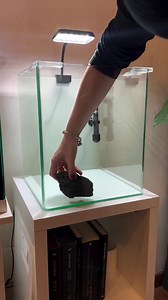 211K views · 2.6K reactions |  Loving this perfect pea puffer setup by @vaquariums! The lush plants and cozy hiding spots make the ideal home for these tiny, curious fish. ️✨ #PeaPufferParadise #NanoTankVibes #AquariumSetup #FreshwaterAquarium #AquariumGoals #LiveAquariaCommunity | LiveAquaria.com | Facebook