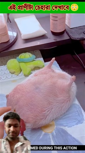 এটা কি প্রাণী 🤣🌺#viral #প্রাণী #ফানি_ভিডিও #ফরইউ #foryou #viral #plz #subscribemychannel