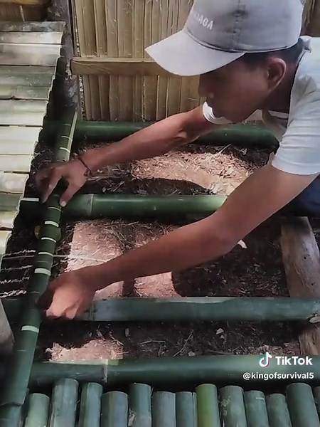 Building a Bamboo Tent for Bushcraft Camping