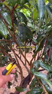 How to Grow a Lychee Tree Without Spending a Dime! ☘️ #LycheeTree #airlayering #gardentok #growyourownfruit #backyardgardening #greenthumb #SustainableGardening | Morgan Venn