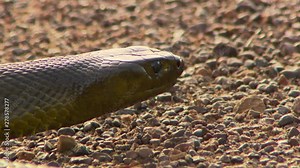 Close up of the head of an inland taipan snake resting on sandy ground and flicking its tongue in and out