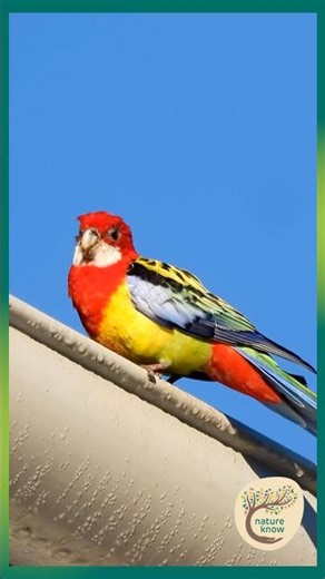 Red, Yellow, Blue, Green – One Incredible Bird #AustralianBirds #NatureShorts #Wildlife