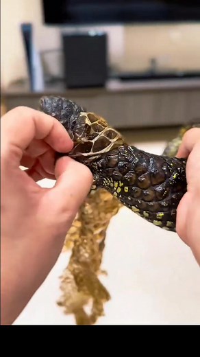 Pinecone Lizard Peeling Dry Skin #LizardPeelOff #LizardShedding #ReptileShedding #LizardSkin #SheddingSatisfy #SatisfyingPeel #ReptileCare #ReptileLove #ReptileCommunity #ReptileLovers #LizardCare #LizardLove #SatisfyingVideos #OddlySatisfying #PeelOffSkin #NatureSatisfying #ReptileFacts #ReptileWorld #LizardLife #ExoticPets #AnimalCare #PetLizard #PetReptile #SatisfyingContent #AnimalSatisfying #PeelingSatisfaction #ReptileObsessed #ReptilesOfInstagram #LizardOfInstagram #NatureMagic #WildlifeM
