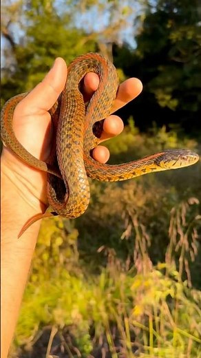 Have you ever seen a Garter Snake with an Orange Stripe?! #snakes #nature #animals
