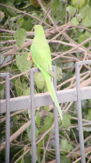 Relaxing Bird Sounds – Parakeet Calming Vibes”