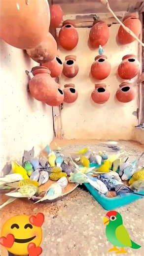 Small Cage Breeding Tips #birds #parrot #breedingpair #budgies #shortvideo #parakeet #birdbreeder