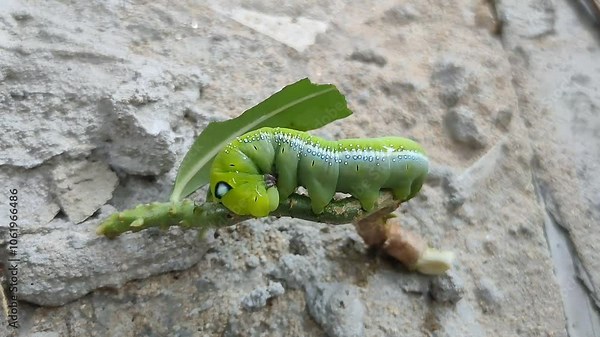 Close-Up of a Green Caterpillar on a Branch. A green caterpillar resting on a branch. The caterpillar, with its striking green color and tiny white spots, is captured in detail, showing its unique.