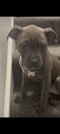 Those eyes 🤣 #pitbull #doglove #cutepuppies