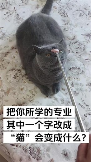 我学的快猫，我先来#蓝猫 #萌宠 #养猫哪有不玩的 #蓝猫的正确打开方式
