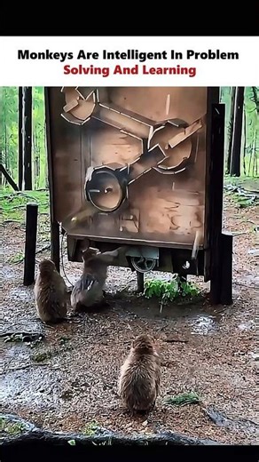 Monekys Are Fast learner💯 #physics #scienceexplained