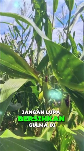 Cara Menanam Jagung Cepat Panen dalam 3 Bulan 🌽