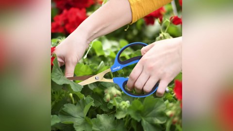 GreenTiger Garden Scissors, 65mm Extra-Long Blade, Golden Titanium Coating Pruning Shears, Sharp Precision-ground Stainless Steel Bonsai Shears, Suit for Garden and Home