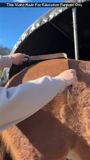 Horse Shedding Blade #facts #knowledge #shorts