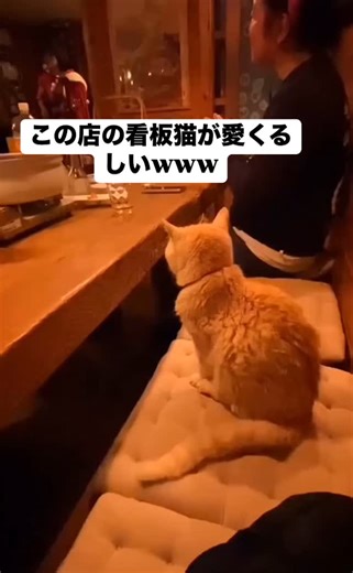 バズ奈ちゃん【面白い動画まとめ】 on Instagram: "👆他の投稿を見る #面白い動画 #面白動画 #おもしろ動画 #爆笑 #バズ動画 #猫 #店 #動物 #可愛い #ペット #大切 #草"