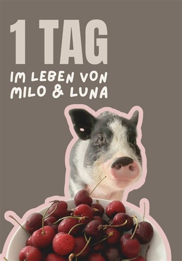 1 Tag im Leben meiner Minischweine – Königin Luna steigt aufs Bett