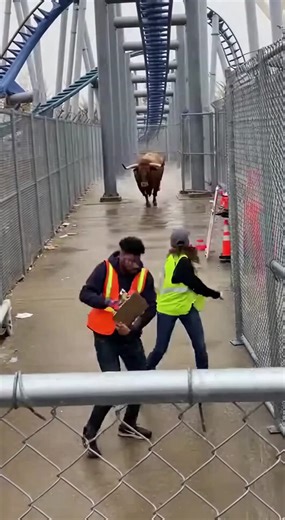 Bull Charges Coaster Tour Group For This Shocking Reason At Cedar Point Maintenance Gate ------------ ----------- ------------- This terrifying footage captures a moment of pure chaos at Cedar Point as a massive bull breaks through a narrow maintenance passage. The scene is filmed from a third-person perspective behind a service gate, showing the raw speed and power of the animal. Two roller coaster enthusiasts wearing reflective safety vests are caught off guard on a slick, wet service path. As