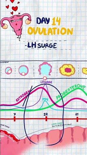 Menstrual Cycle Mnemonic | USMLE Step 1 Repro Hormones High-Yield Review