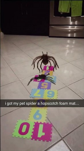 My Pet Spider Plays Hopscotch!