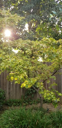 Yes that's the sun shining & yes this is rain falling. Now we are also hearing thunder rolling over head. Hopefully we don't end up with any fires due to lightning. Be aware, be informed & be safe. If you see something say something. Have a wonderful evening Yuba-Sutter | Yuba Sutter News