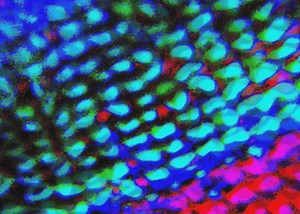 Trippy animated abstract by Lee Appss