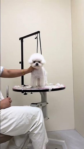 Unleash the Beauty of Your Bichon Frise: DIY Care Tips