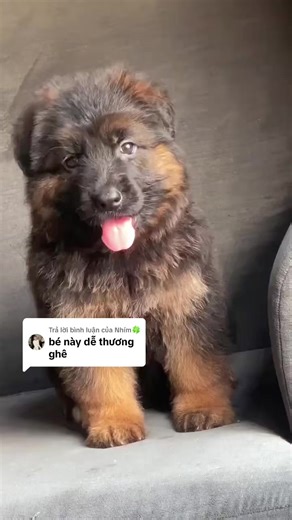 Trả lời @Nhím🍀