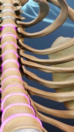 21K views · 176 reactions | Use this video to understand why spinal degeneration is less common in the thoracic spine! 易 Discover how the rib cage, reduced mobility, and spinal anatomy protect this region from wear and tear. If you’re dealing with back pain or learning about spine health, this explanation is a must-watch! #thoracicsurgery #spinaldegeneration #backpainrelief #spinehealth #orthopedicsurgery | Spine-health | Facebook
