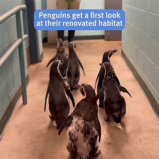 550K views · 13K reactions | Watch our resident Humboldt penguins see...