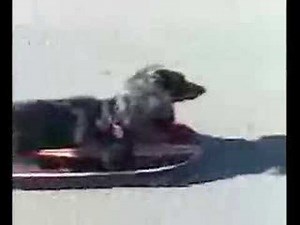 Adorable Wiener Dog Rides a Skateboard