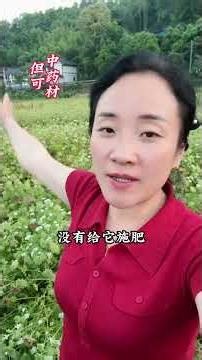 试验种植了3年的蛇床子，今年终于开始结籽了#蛇床子#中药材种植#抖音助农 #农村生活 #农业种植