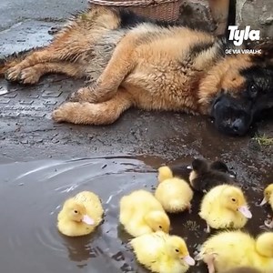 Doggy is bestfriends with ducklings - what a paw-fect pairing 🦆🐶 | Tyla