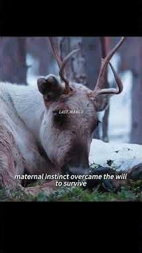 After giving birth, the mother reindeer abandons her calf immediately. #wildlife