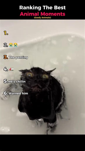 Ranking The Best Animal Moments (Goofy Animals)