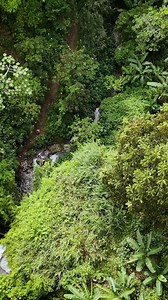 68K views · 1K reactions | How to recognize the tree responsible for Jamaica's signature flavour! Rasta Buru aka @judgeabelmusic explains. The berry from the pimento is what gives jerk chicken part of it's incredible taste, as well as the pimento wood used to get the smokey spiced flavour. The leaves are great in a porridge as well! Vid by Matthew @mattyp.tv #pimento #jamaica #jerkchicken #jamaica #bluemountains | Ras Kitchen | Facebook