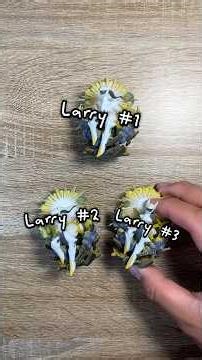 Pulling ALL 1,025 Pokemon in the Pokédex (Day 29) ANOTHER Arceus V Figure Collection Pack Opening