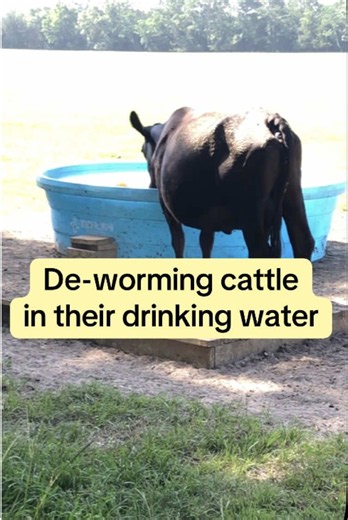 De-worming cattle in drinking water (how-to, 450 gallons)