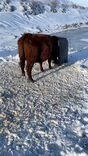 Are your cattle standing around, piling in and pushing while they wait for a watering hole to be opened ? Or are they calmly trickling in on their own schedule, drinking, and heading back out to graze? The Water Box makes the difference. With consistent, controlled access to water, it eliminates the watering frenzy, reduces crowding and stress, and allows cattle to drink comfortably throughout the winter 🥶. No more chopping ice. No electricity or pumps required. Fully portable, low-maintenance,