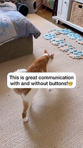 43K views · 5.1K reactions | Great communication with buttons and body language!! 邏 . #russellthecat #catmanjohn #theycantalk #fluentpet #hunger4words | Russell The Talking Cat | Facebook